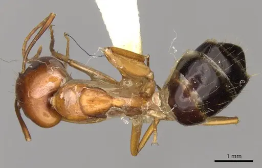 Camponotus sylvaticus specimen CASENT0906985 image casent0906985_1
