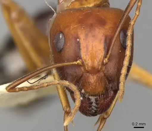 Camponotus sylvaticus specimen CASENT0906985 image casent0906985_2