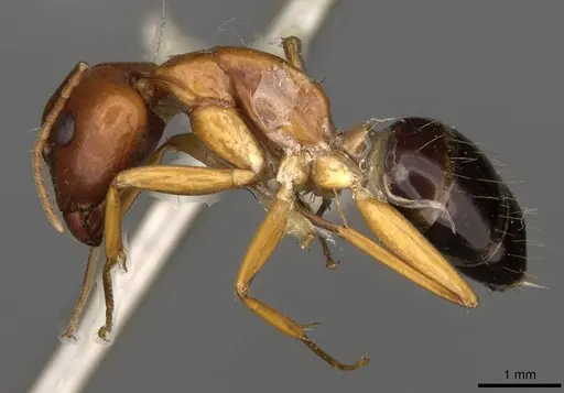 Camponotus sylvaticus specimen CASENT0906985 image casent0906985_3