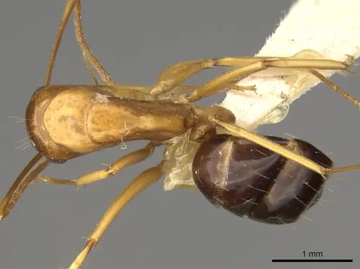 Camponotus sylvaticus specimen CASENT0906986 image casent0906986_1