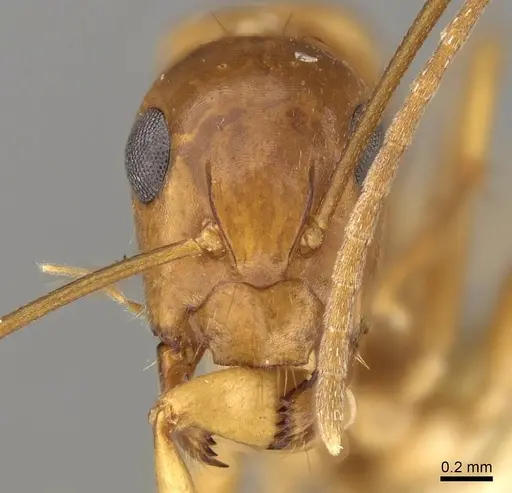Camponotus sylvaticus specimen CASENT0906986 image casent0906986_2