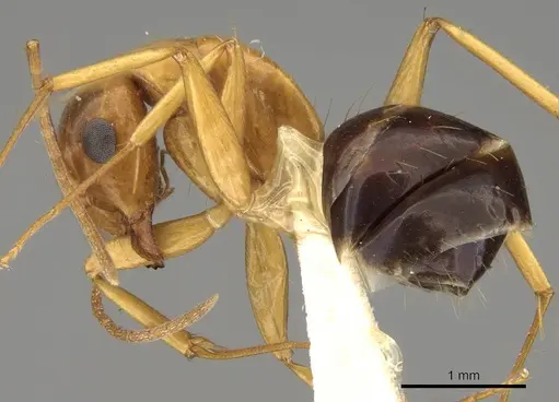 Camponotus sylvaticus specimen CASENT0906986 image casent0906986_3