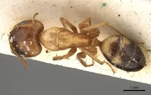 Camponotus sylvaticus specimen CASENT0906987 image casent0906987_1