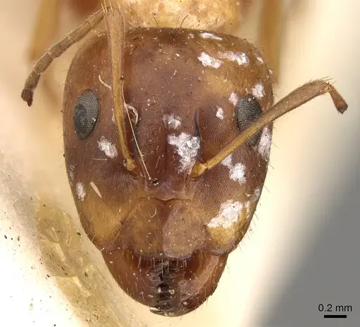 Camponotus sylvaticus specimen CASENT0906987 image casent0906987_2