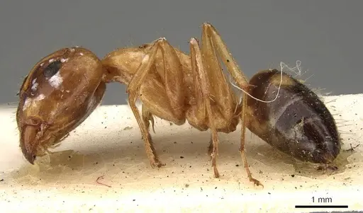 Camponotus sylvaticus specimen CASENT0906987 image casent0906987_3