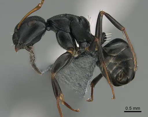 Camponotus tafo specimen CASENT0275583 image casent0275583_1