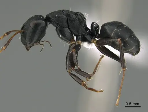 Camponotus tafo specimen CASENT0418183 image casent0418183_1