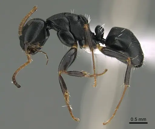 Camponotus tafo specimen CASENT0418258 image casent0418258_1