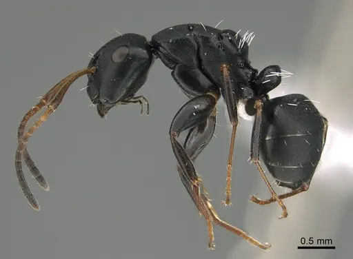 Camponotus tafo specimen CASENT0746969 image casent0746969_1