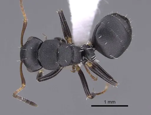 Camponotus tafo specimen CASENT0763608 image casent0763608_1