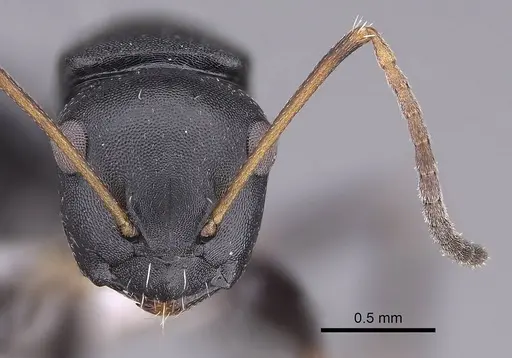 Camponotus tafo specimen CASENT0763608 image casent0763608_2