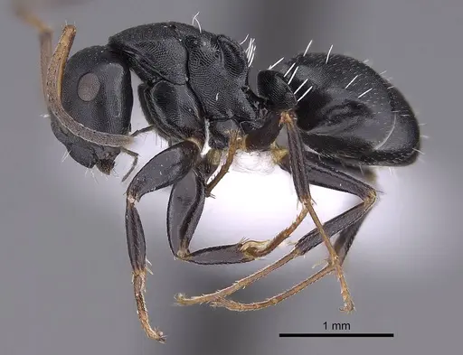 Camponotus tafo specimen CASENT0763608 image casent0763608_3