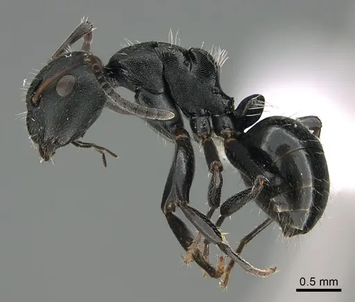 Camponotus tafo specimen CASENT0840821 image casent0840821_1