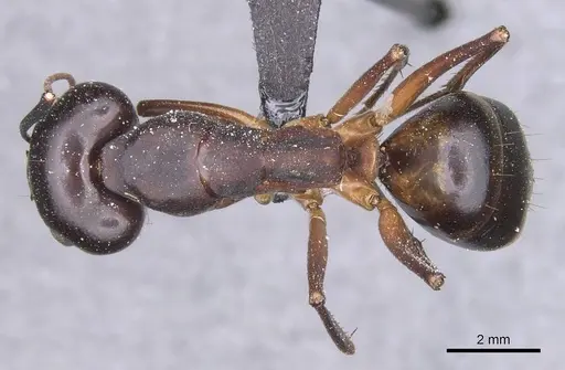Camponotus tahatensis specimen CASENT0912055 image casent0912055_1