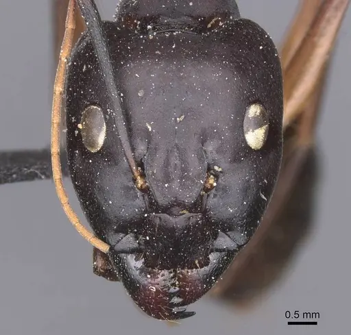 Camponotus tahatensis specimen CASENT0912055 image casent0912055_2