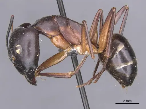 Camponotus tahatensis specimen CASENT0912055 image casent0912055_3