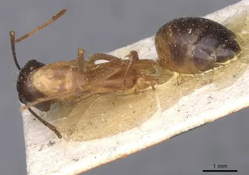 Camponotus tahatensis specimen CASENT0912056 image casent0912056_1