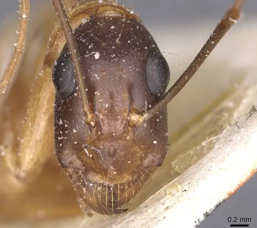 Camponotus tahatensis specimen CASENT0912056 image casent0912056_2