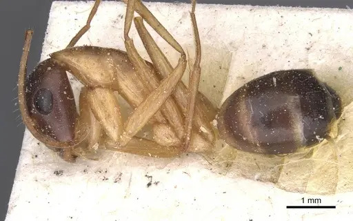 Camponotus tahatensis specimen CASENT0912056 image casent0912056_3