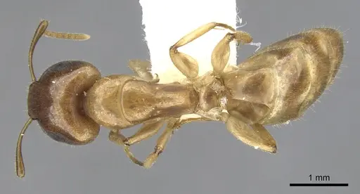 Camponotus taino specimen CASENT0903616 image casent0903616_1