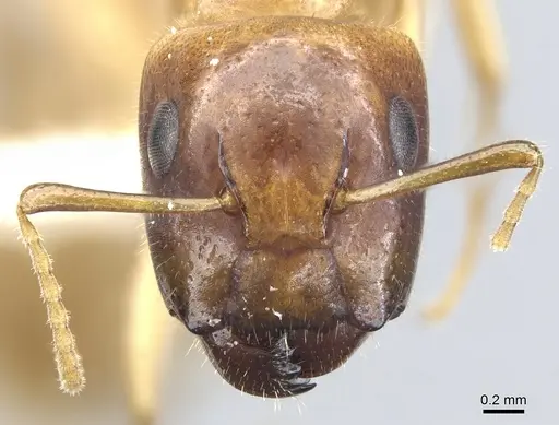 Camponotus taino specimen CASENT0903616 image casent0903616_2