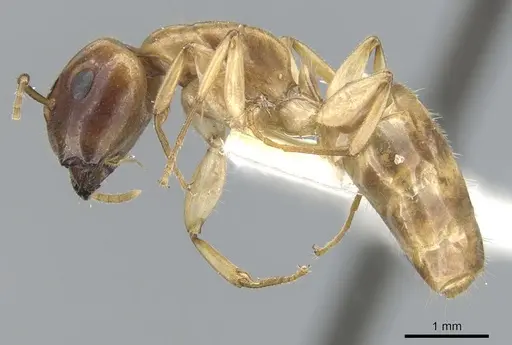 Camponotus taino specimen CASENT0903616 image casent0903616_3