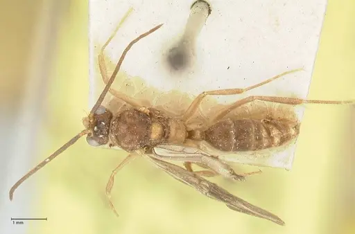 Camponotus taipingensis specimen FOCOL2348 image focol2348_1