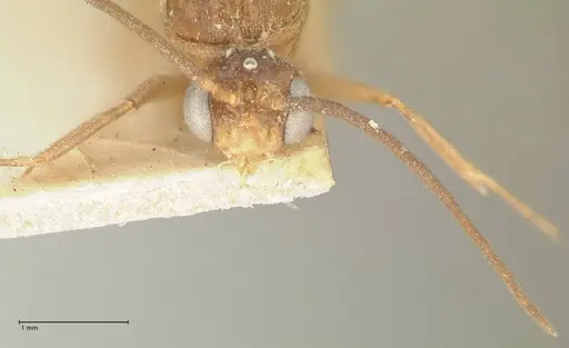 Camponotus taipingensis specimen FOCOL2348 image focol2348_2