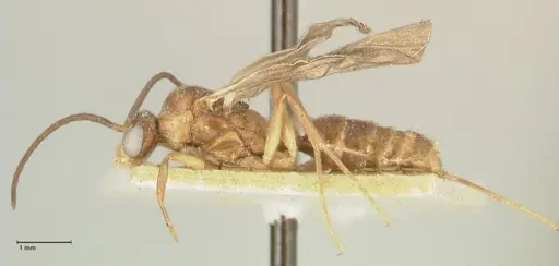 Camponotus taipingensis specimen FOCOL2348 image focol2348_3