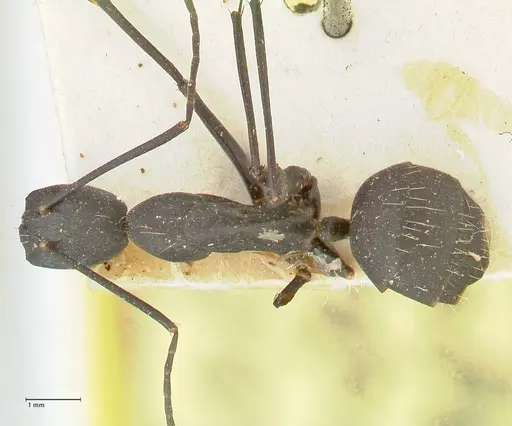 Camponotus taipingensis specimen FOCOL2358 image focol2358_1