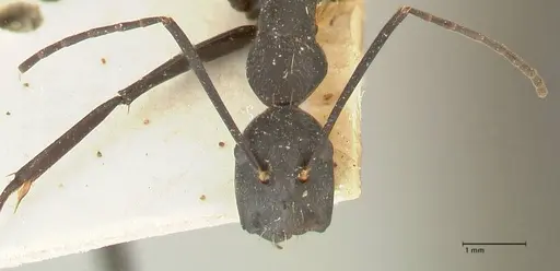 Camponotus taipingensis specimen FOCOL2358 image focol2358_2