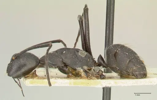 Camponotus taipingensis specimen FOCOL2358 image focol2358_3