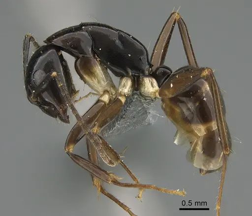 Camponotus tanosy specimen CASENT0393304 image casent0393304_1