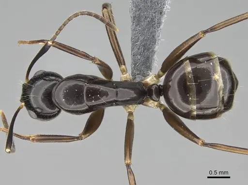 Camponotus tanosy specimen CASENT0803890 image casent0803890_1