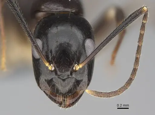 Camponotus tanosy specimen CASENT0803890 image casent0803890_2