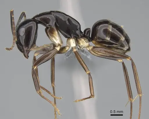 Camponotus tanosy specimen CASENT0803890 image casent0803890_3