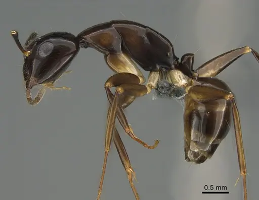 Camponotus tanosy specimen CASENT0803892 image casent0803892_1