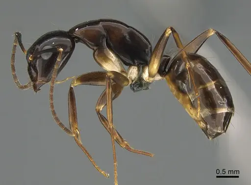 Camponotus tanosy specimen CASENT0803895 image casent0803895_1