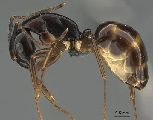 Camponotus tanosy specimen CASENT0803907 image casent0803907_1