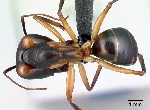 Camponotus tapia specimen CASENT0128348 image casent0128348_1