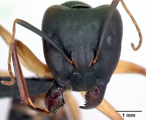 Camponotus tapia specimen CASENT0128348 image casent0128348_2