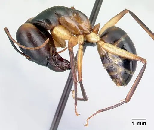 Camponotus tapia specimen CASENT0128348 image casent0128348_3