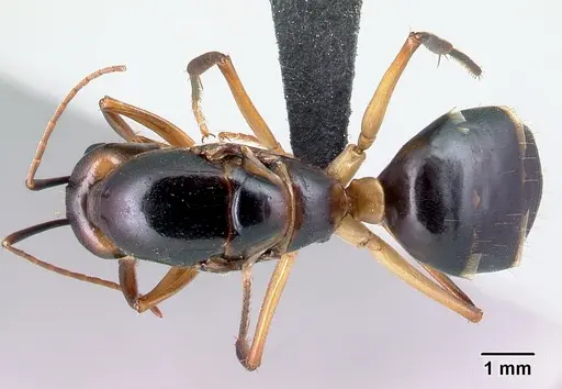 Camponotus tapia specimen CASENT0128355 image casent0128355_1