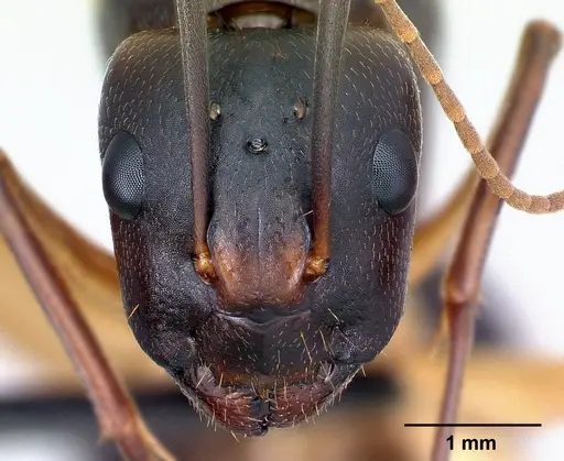 Camponotus tapia specimen CASENT0128355 image casent0128355_2