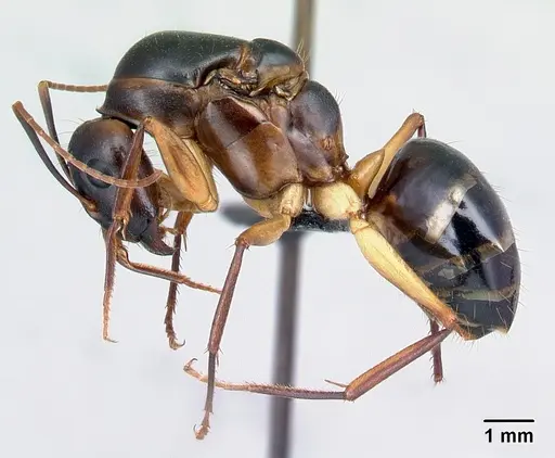 Camponotus tapia specimen CASENT0128355 image casent0128355_3
