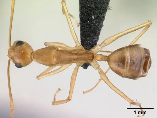 Camponotus tapia specimen CASENT0217310 image casent0217310_1
