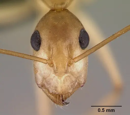 Camponotus tapia specimen CASENT0217310 image casent0217310_2