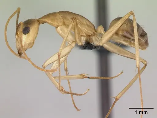 Camponotus tapia specimen CASENT0217310 image casent0217310_3