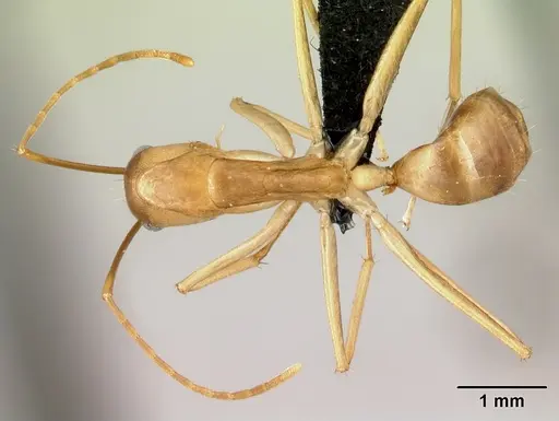 Camponotus tapia specimen CASENT0493939 image casent0493939_1