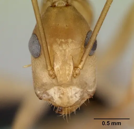 Camponotus tapia specimen CASENT0493939 image casent0493939_2